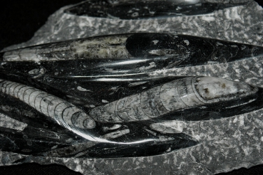 Orthoceras
